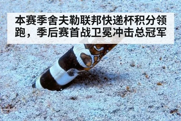 本赛季舍夫勒联邦快递杯积分领跑，季后赛首战卫冕冲击总冠军